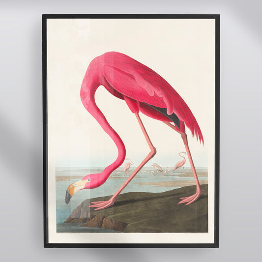 American Flamingo Print